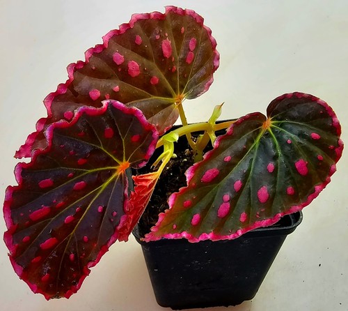Bellissima begonia furia p5 - furia,